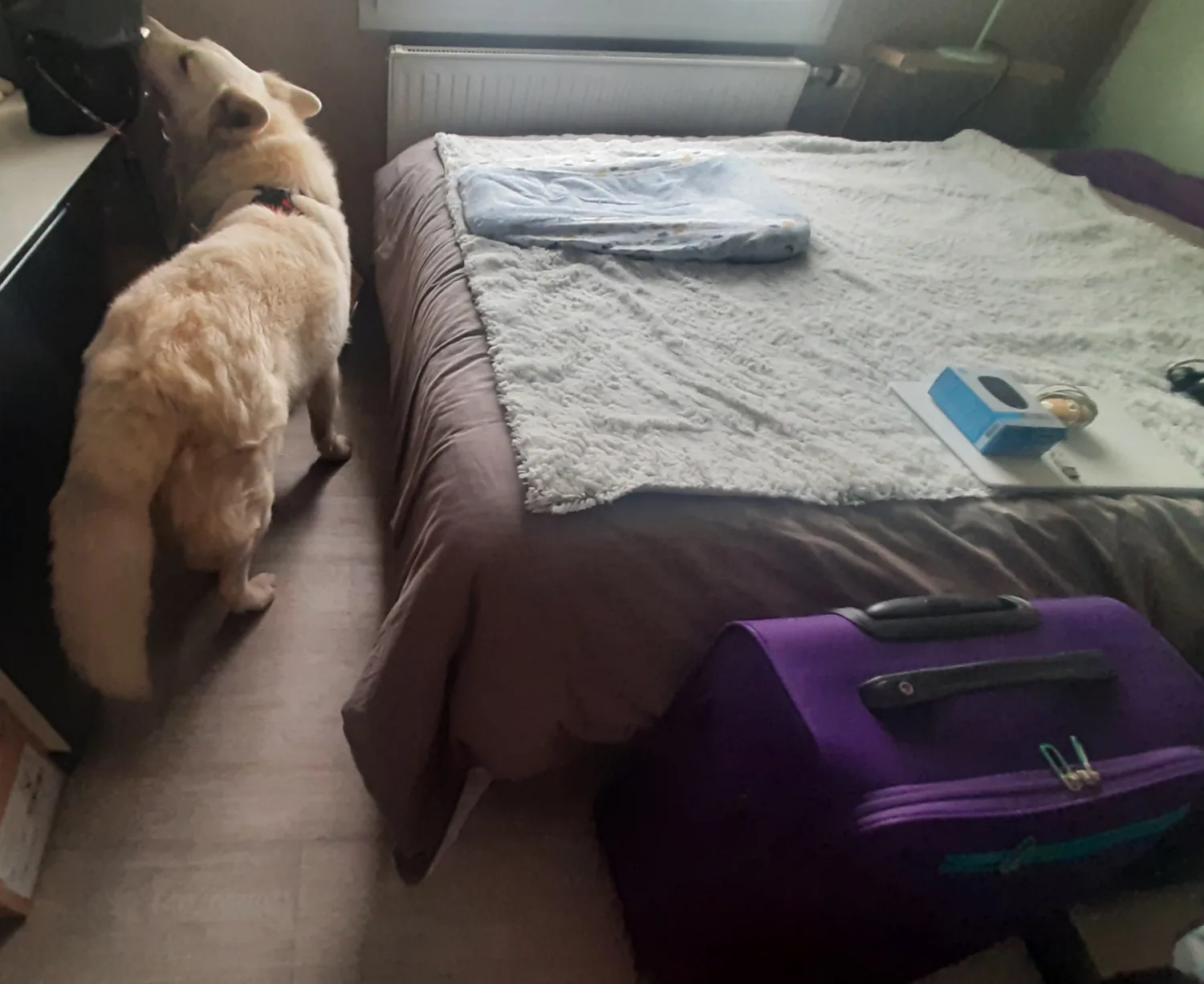 Chien renifleur en contrôle final sur un lit après traitement des punaises de lit au Mans