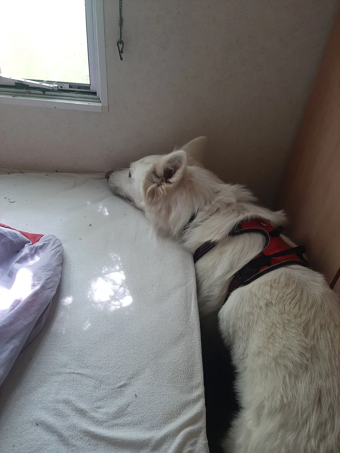 Chien renifleur inspectant un matelas à la recherche de punaises de lit au Mans
