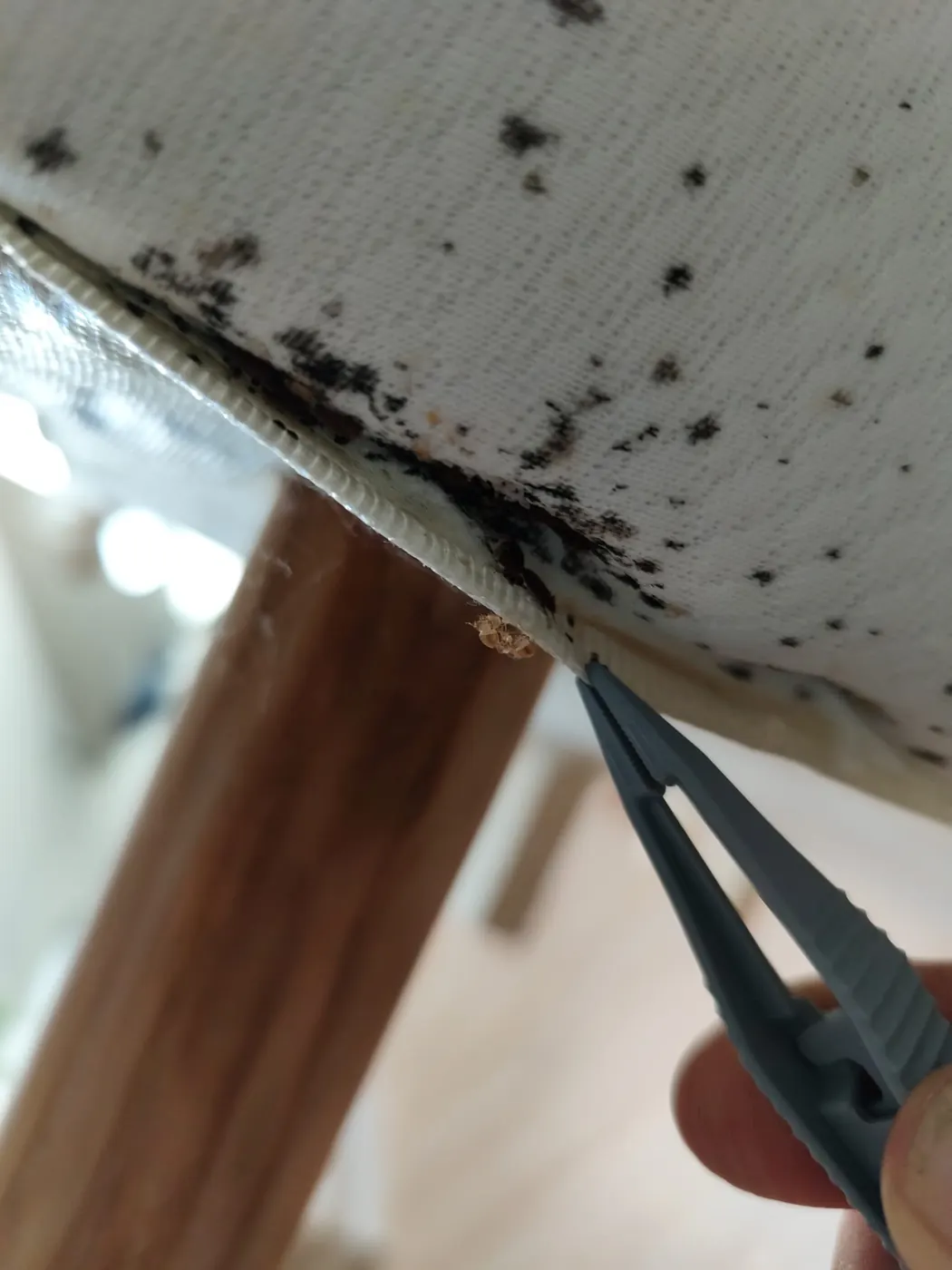 Contrôle minutieux des coutures d'un matelas infesté