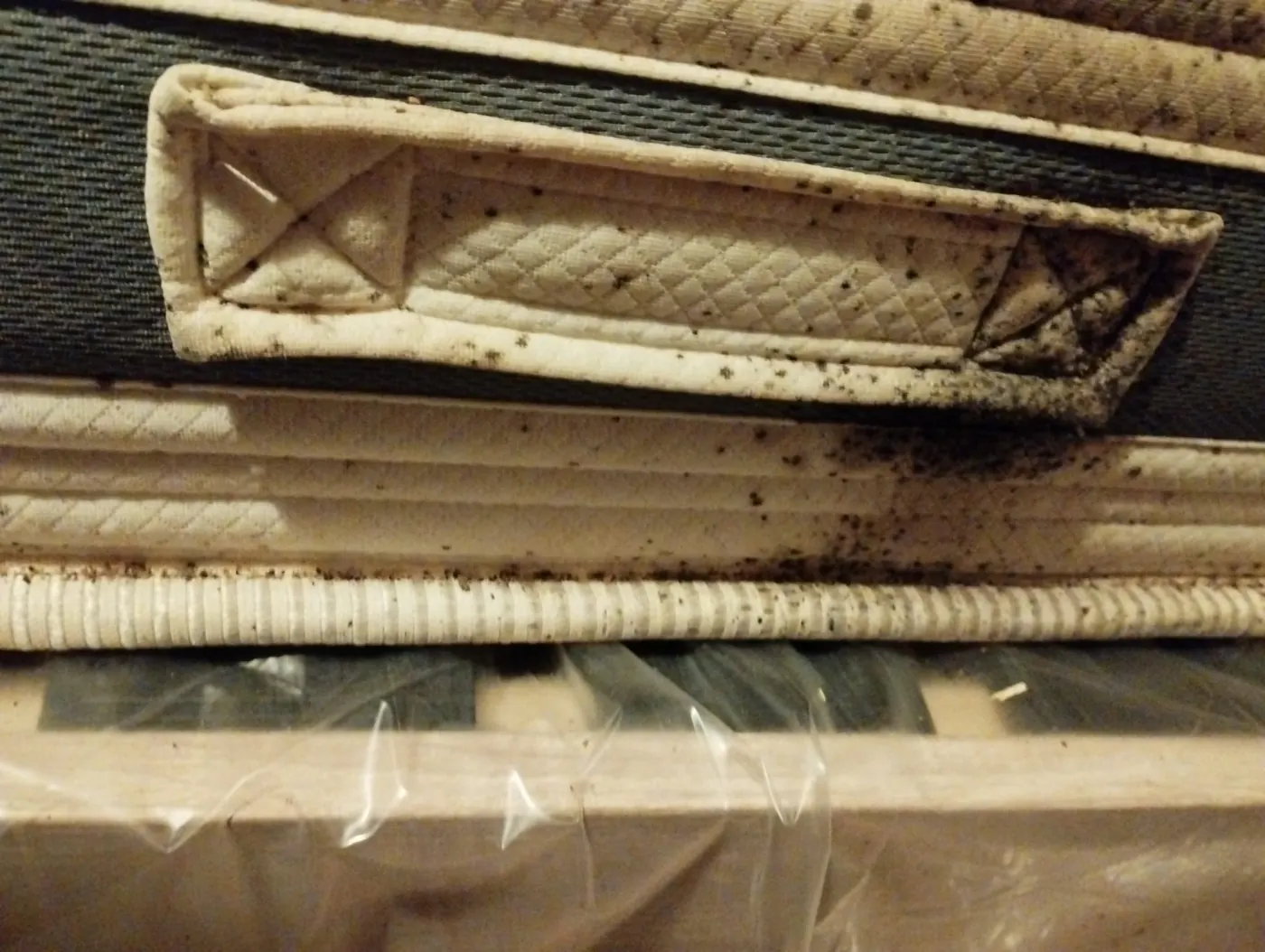 Bordure de matelas fortement infestée de punaises de lit
