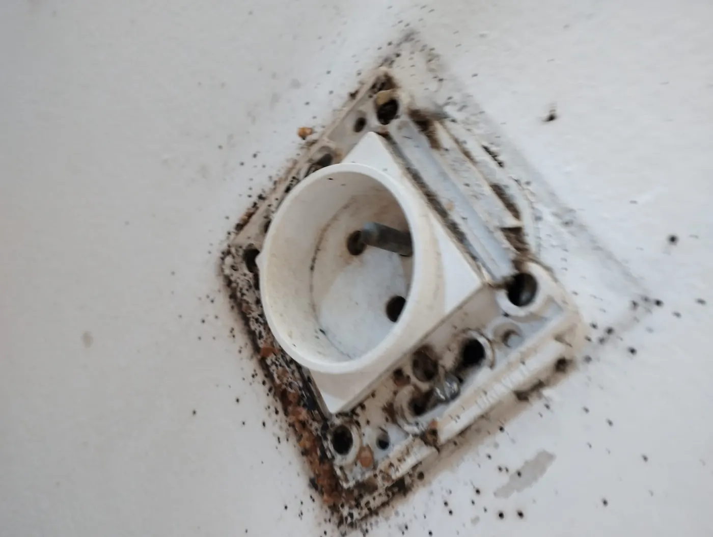 Punaises de lit dissimulées derrière une prise électrique