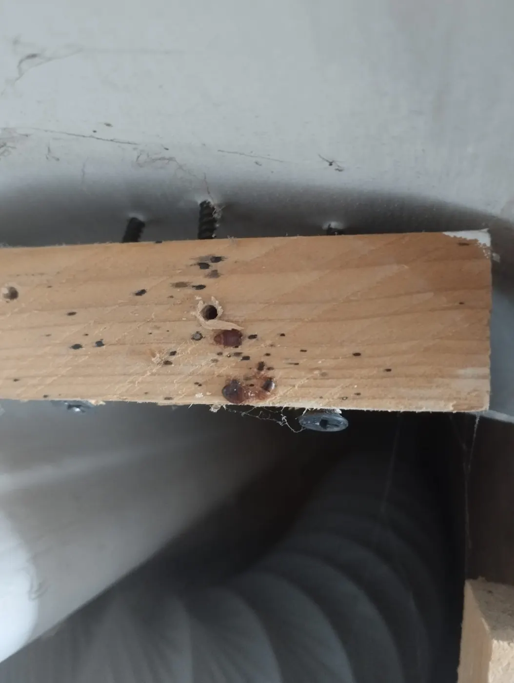 Punaises de lit repérées sous une étagère en bois