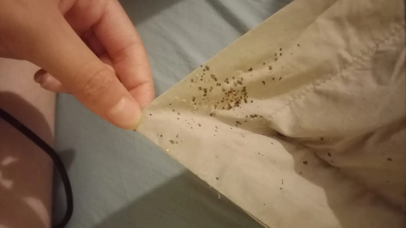 Traces de punaises de lit révélées sous un textile