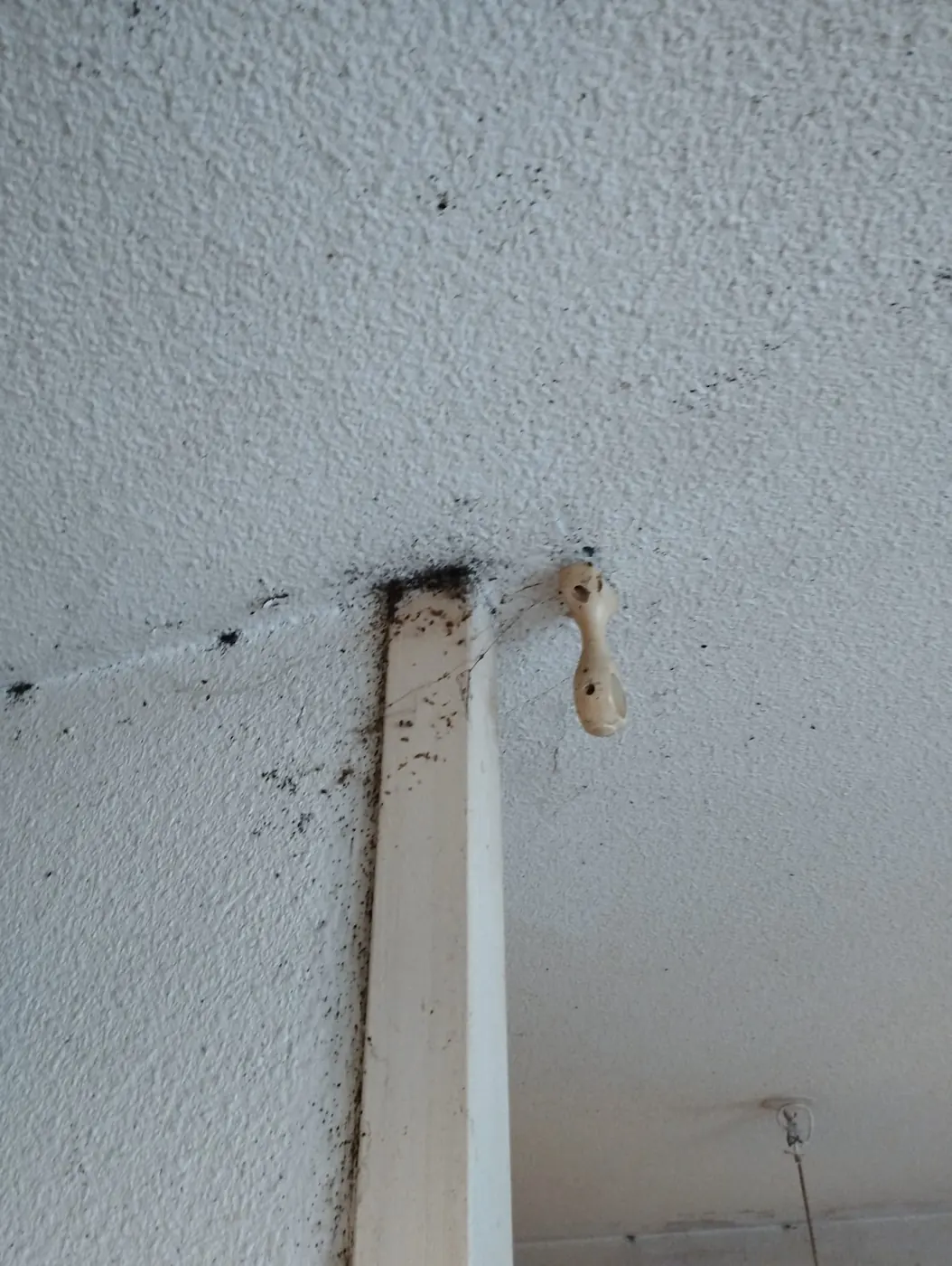 Traînée de punaises de lit remontant le long d'un mur