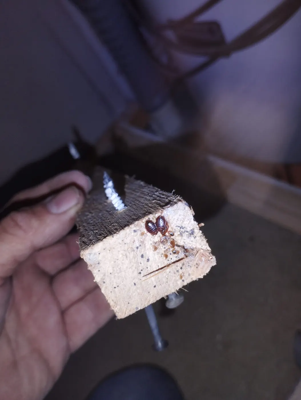 Élément de mobilier inspecté puis traité