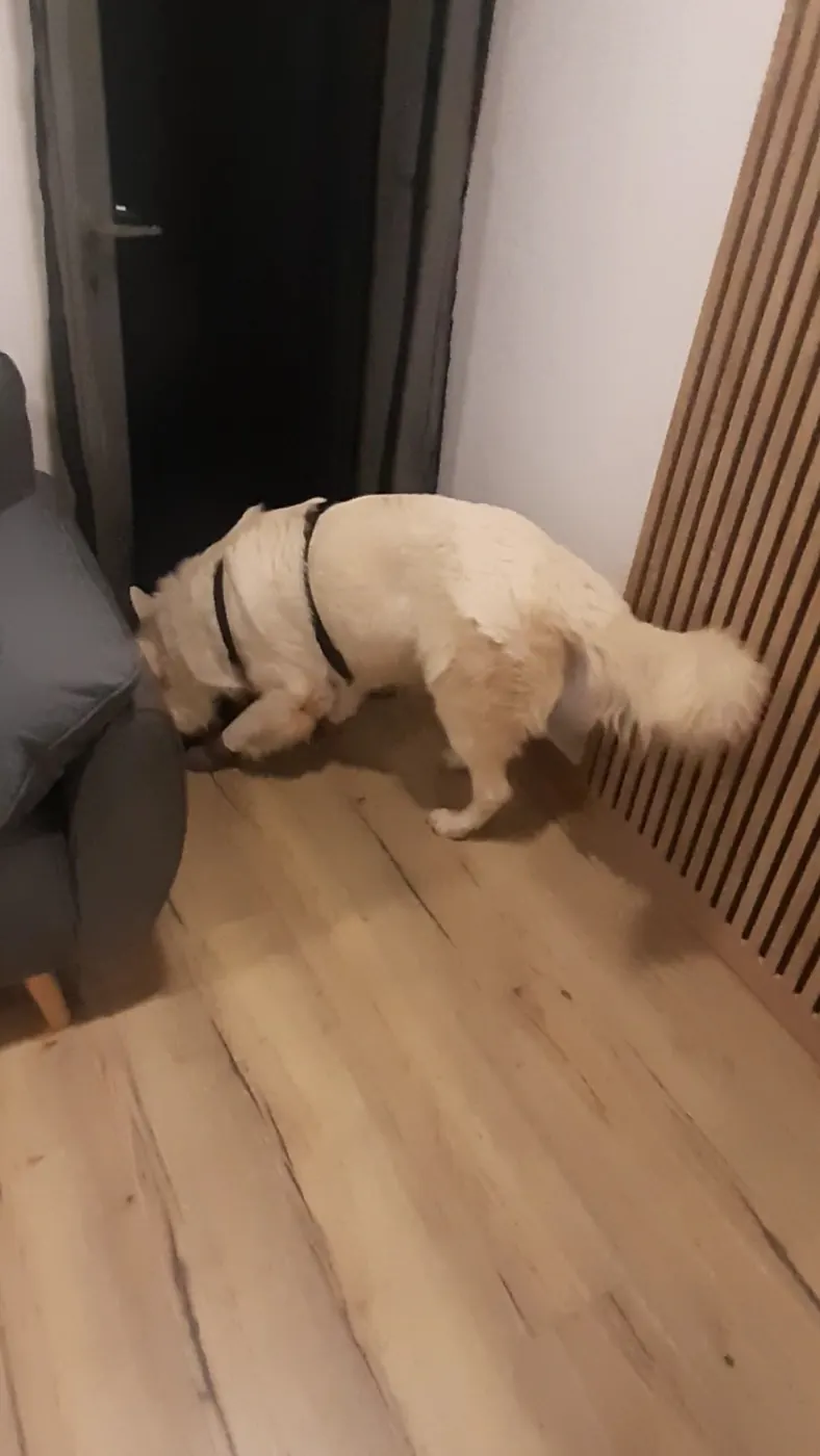 Chien renifleur en action lors d'un contrôle en Sarthe